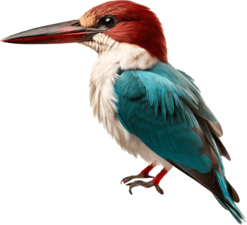 Research and Conservation Efforts