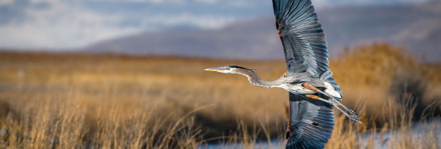 Tracking and Studying